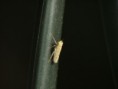 /album/hemiptera/agalia-sp-i-jpg/